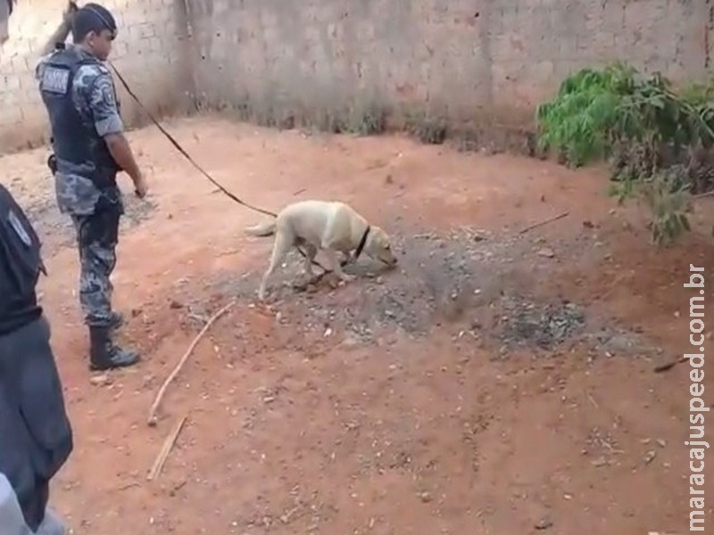Polícia encontra drogas enterradas em quintal com ajuda de cães farejadores