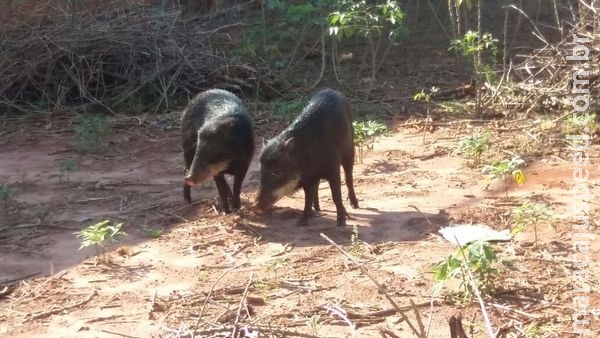Porcos do Mato Porcos do Mato