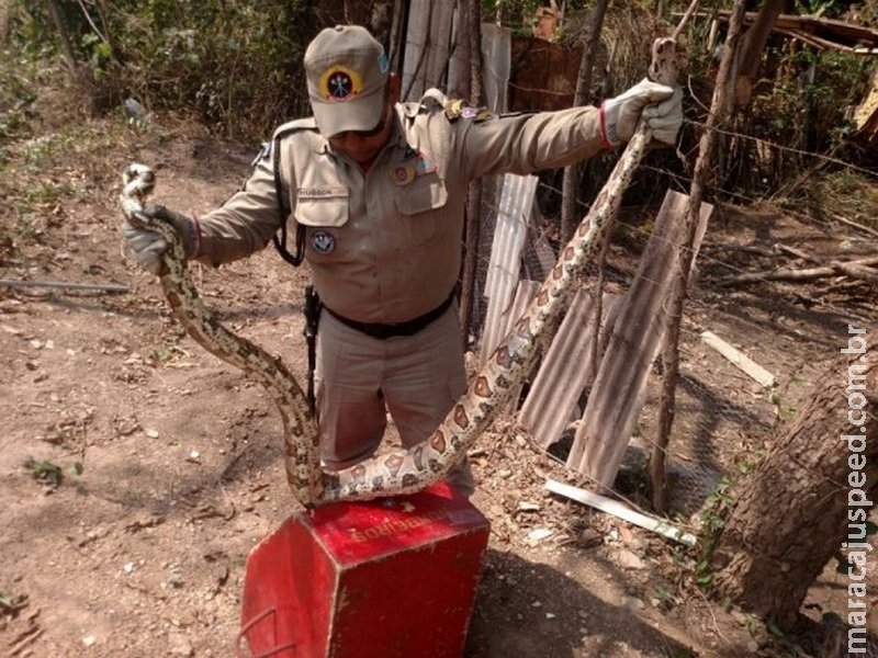 Bombeiros capturam jiboia de três metros em quintal de residência Bombeiros capturam jiboia de três metros em quintal de residência