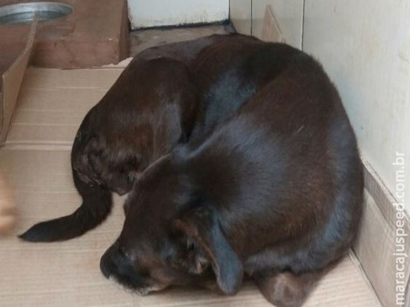 Cadela é resgatada após denúncias de abuso e maus-tratos
