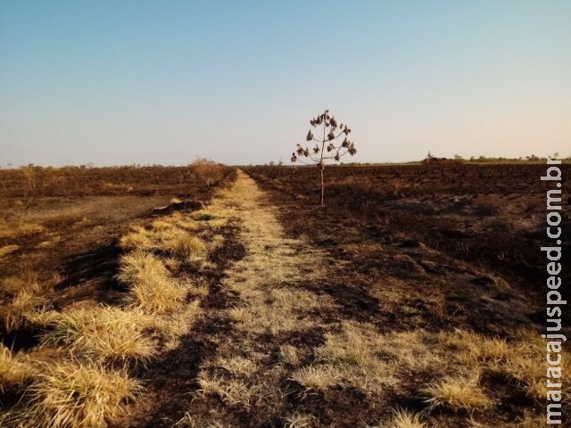 Calor e vento propagam incêndio que já destruiu 30 mil hectares de parque