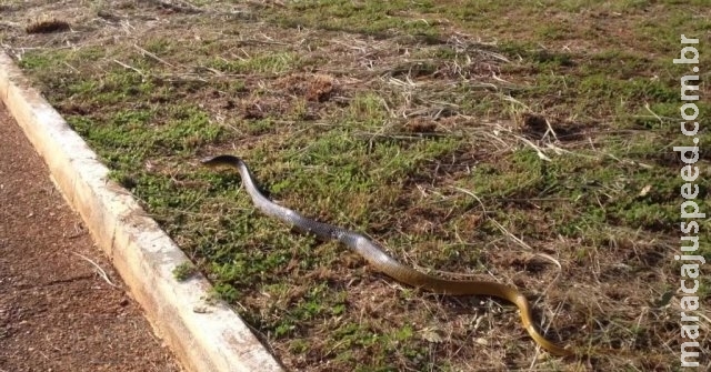 Cobra de um metro e meio é encontrada em parquinho de creche