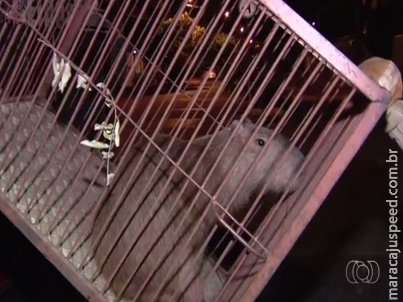 Corpo de Bombeiros resgata capivara Corpo de Bombeiros resgata capivara