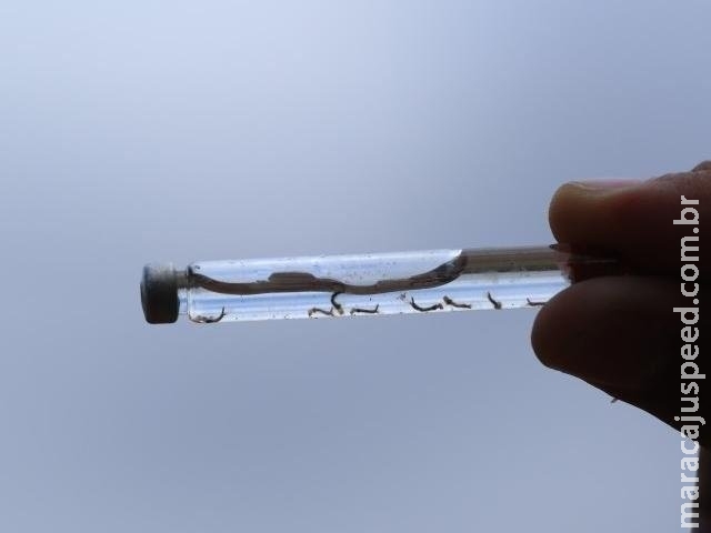 Especialista defende "fofoca do bem" pelo combate ao mosquito da dengue Especialista defende "fofoca do bem" pelo combate ao mosquito da dengue