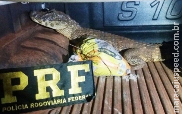 Homem é flagrado transportado jacaré vivo em carroceria de caminhonete Homem é flagrado transportado jacaré vivo em carroceria de caminhonete