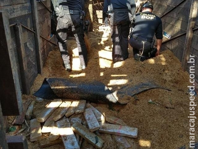 Homem é preso com 1.300 quilos de maconha em caminhão boiadeiro
