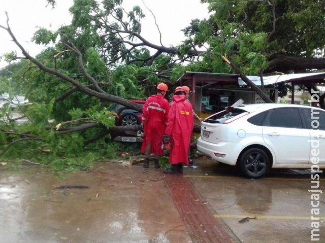 Meia hora de chuva com 74 km de vento derruba 30 árvores na Capital