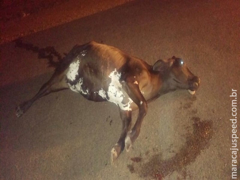 Motociclista morre após atingir vaca que estava solta na pista