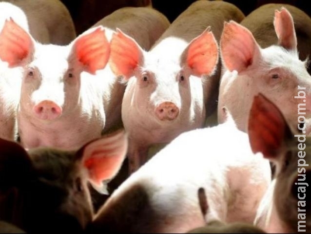 MS perde US$ 4,4 milhões em receita com exportações de carne suína MS perde US$ 4,4 milhões em receita com exportações de carne suína