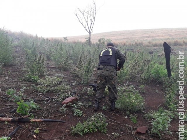 Polícia paraguaia encontra 10 hectares de maconha plantados na fronteira