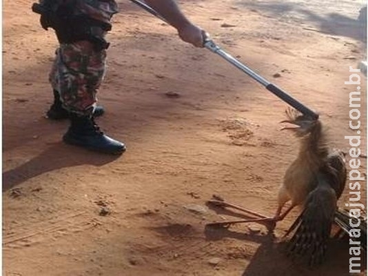 Seriema é capturada com perna quebrada em comércio