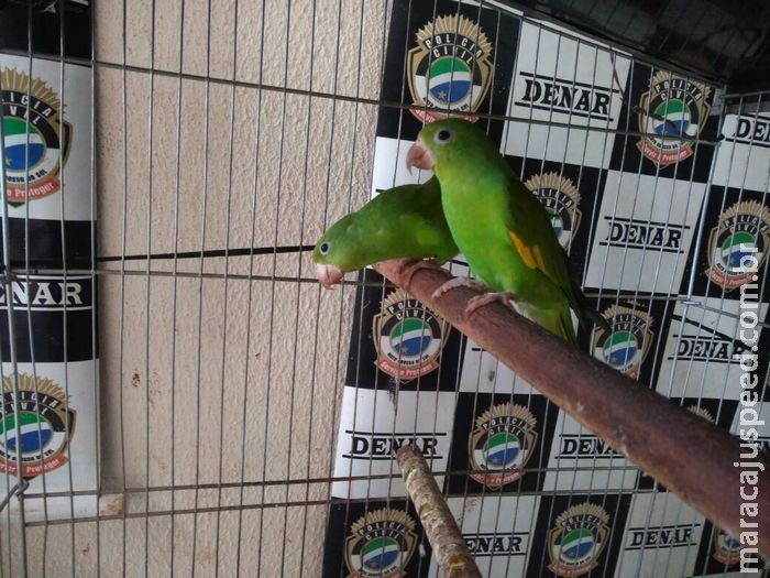 Traficante é preso com aves em cativeiro no Bairro Aero Rancho Traficante é preso com aves em cativeiro no Bairro Aero Rancho