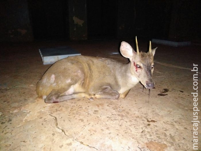 Veado é atropelado no Parque dos Poderes e condutor foge sem prestar socorro Veado é atropelado no Parque dos Poderes e condutor foge sem prestar socorro