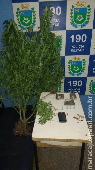 ‘Agricultura familiar’: PM flagra pai e filho cultivando maconha em casa ‘Agricultura familiar’: PM flagra pai e filho cultivando maconha em casa