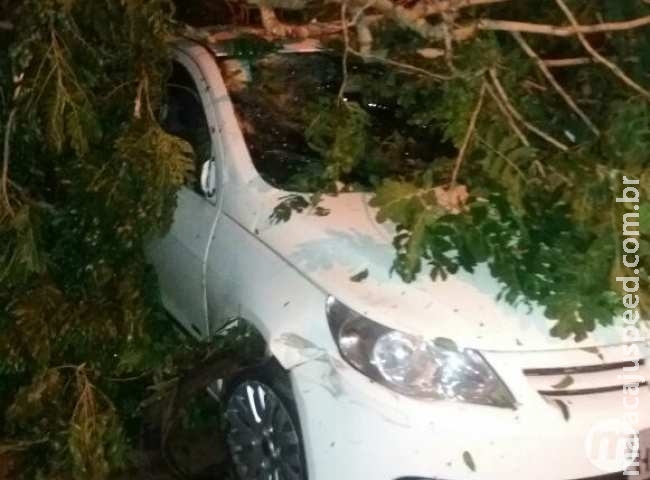 Chuva que acumulou 31 milímetros derrubou árvores sobre carros e destelhou casa Chuva que acumulou 31 milímetros derrubou árvores sobre carros e destelhou casa