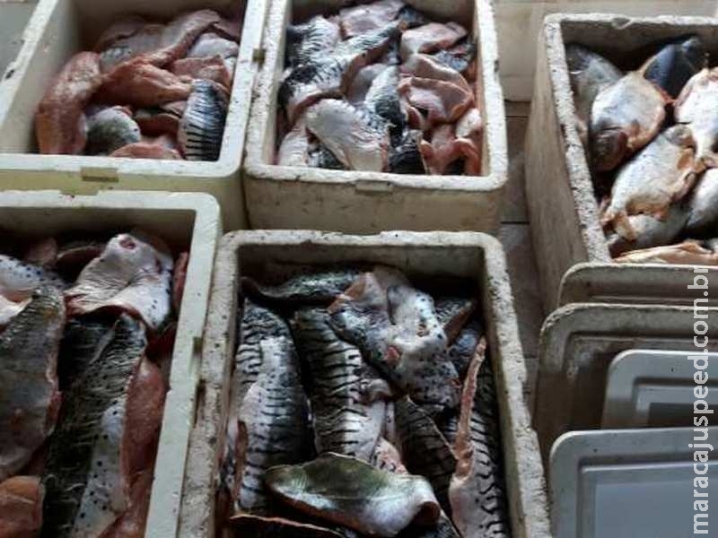 Durante a piracema, trio é preso ao ser flagrado com 1,6 tonelada de peixes Durante a piracema, trio é preso ao ser flagrado com 1,6 tonelada de peixes
