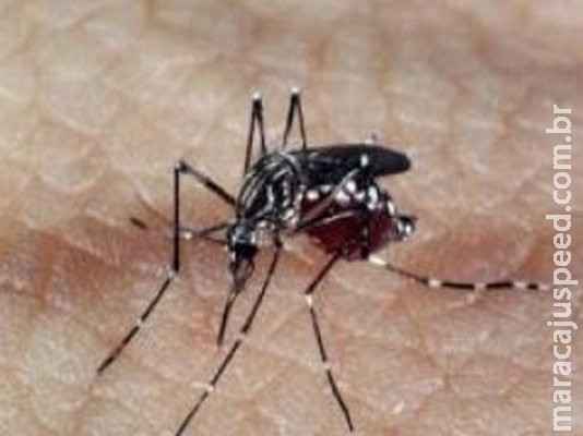 Imunidade adquirida pelo vírus da dengue pode proteger contra o da zika