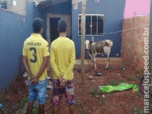 Jovens furtam bezerro para comemorar título do Corinthians