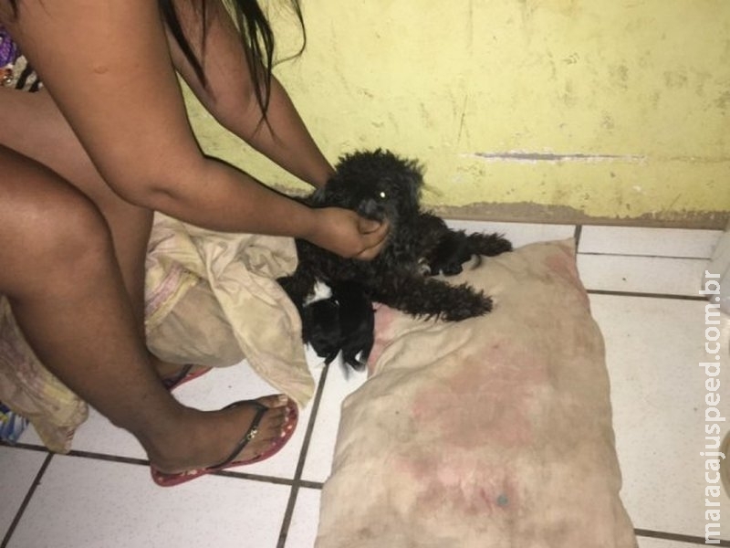 Noite de fúria: homem chuta poodle, agride policiais e acaba preso