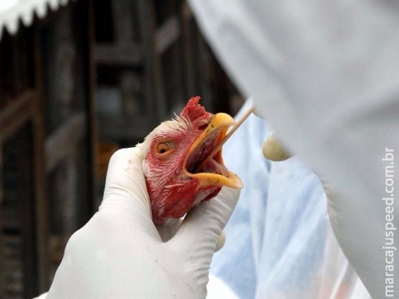 Países se mobilizam para combater resistência a antibióticos na alimentação e na agricultura Países se mobilizam para combater resistência a antibióticos na alimentação e na agricultura