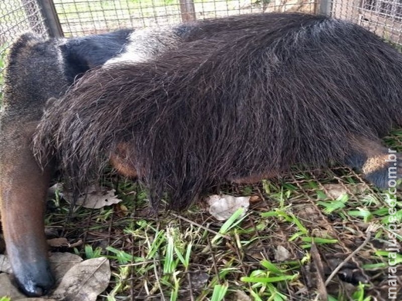 Polícia ambiental resgata tamanduá-bandeira atropelado em rodovia