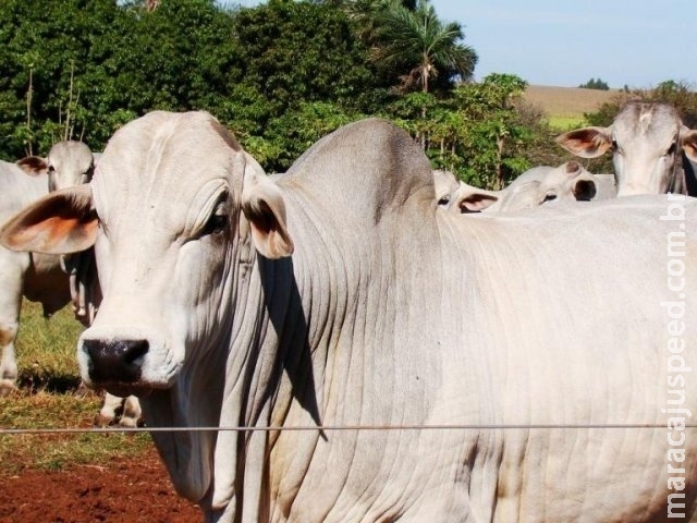 Preço do boi gordo em MS enfrenta queda para o menor patamar desde 2014