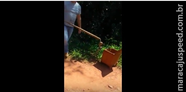 VÍDEO: PMA captura filhote de sucuri em indústria e solta em córrego VÍDEO: PMA captura filhote de sucuri em indústria e solta em córrego
