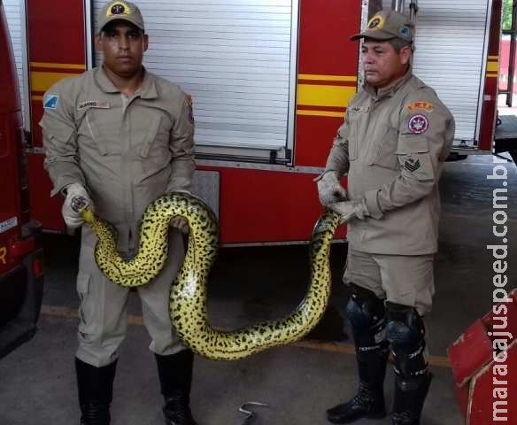 Bombeiros capturam sucuri de três metros que vivia escondida Bombeiros capturam sucuri de três metros que vivia escondida