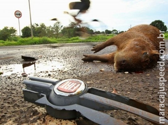 Capivara é encontrada morta após ser atropelada em avenida movimentada