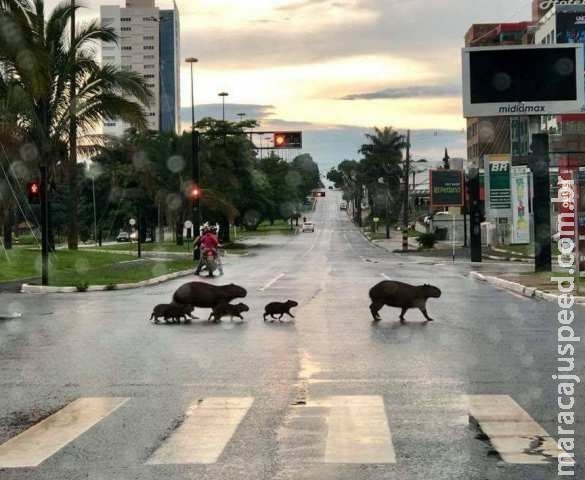 Família de capivaras na Afonso Pena deserta conquista campo-grandenses