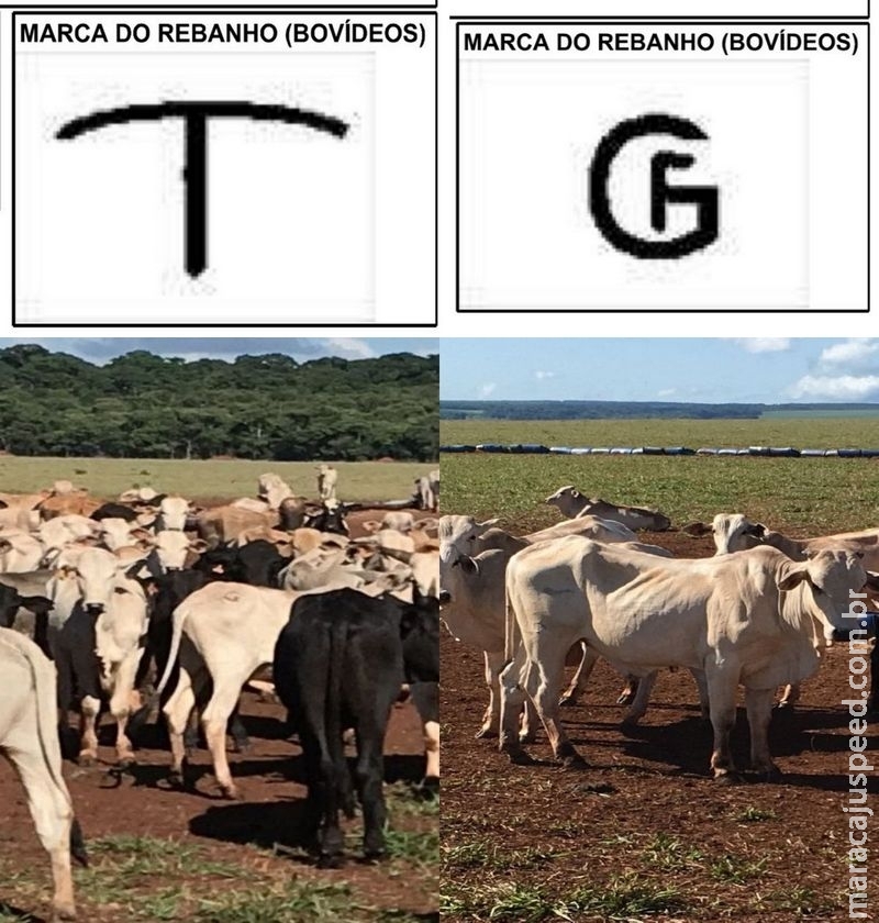 Maracaju: Fazenda teve cerca de 640 cabeças de gado levadas em ação de abigeato