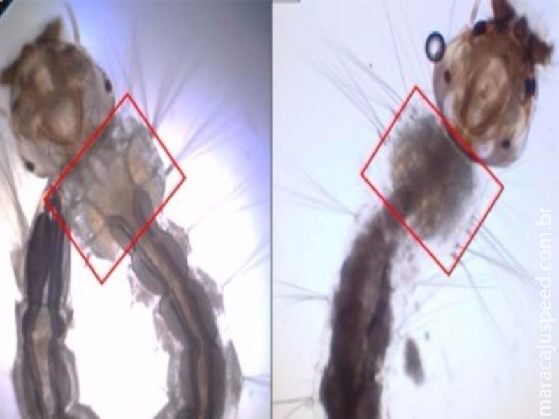 Mosquito modificado geneticamente é nova arma de combate ao Aedes Mosquito modificado geneticamente é nova arma de combate ao Aedes
