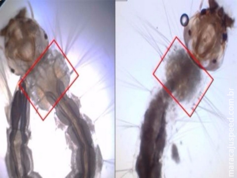 Mosquito modificado geneticamente é nova arma de combate ao Aedes