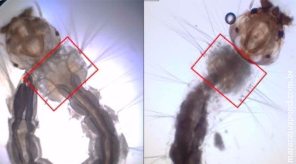 Mosquito modificado geneticamente é nova arma de combate ao Aedes