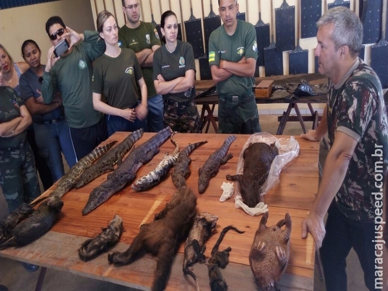 PMA faz curso de taxidermia e educação ambiental em MS e mais 12 Estados PMA faz curso de taxidermia e educação ambiental em MS e mais 12 Estados