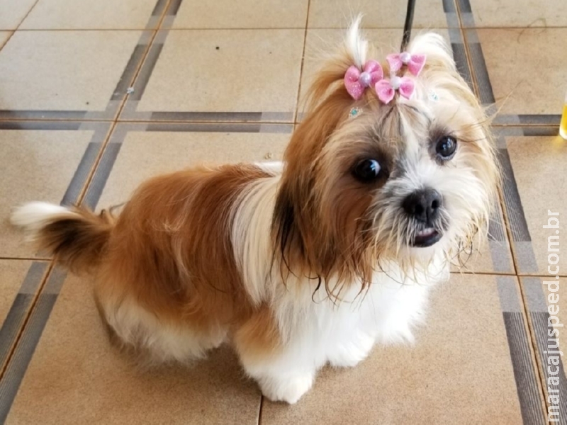 PROCURA-SE – Cachorrinha filhote desaparecida na Vila do Prata PROCURA-SE – Cachorrinha filhote desaparecida na Vila do Prata