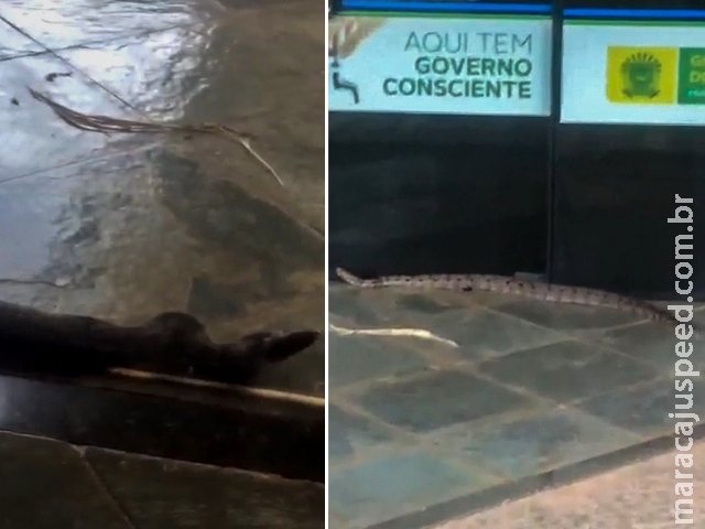 VÍDEO: servidores da TVE flagram jiboia na entrada da emissora VÍDEO: servidores da TVE flagram jiboia na entrada da emissora
