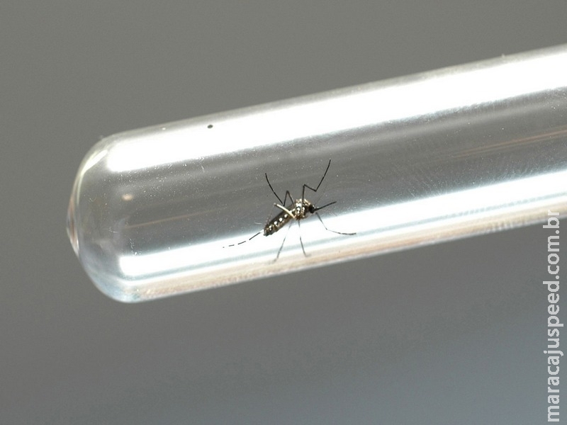Vizinhos precisam trabalhar juntos no combate ao Aedes aegypti