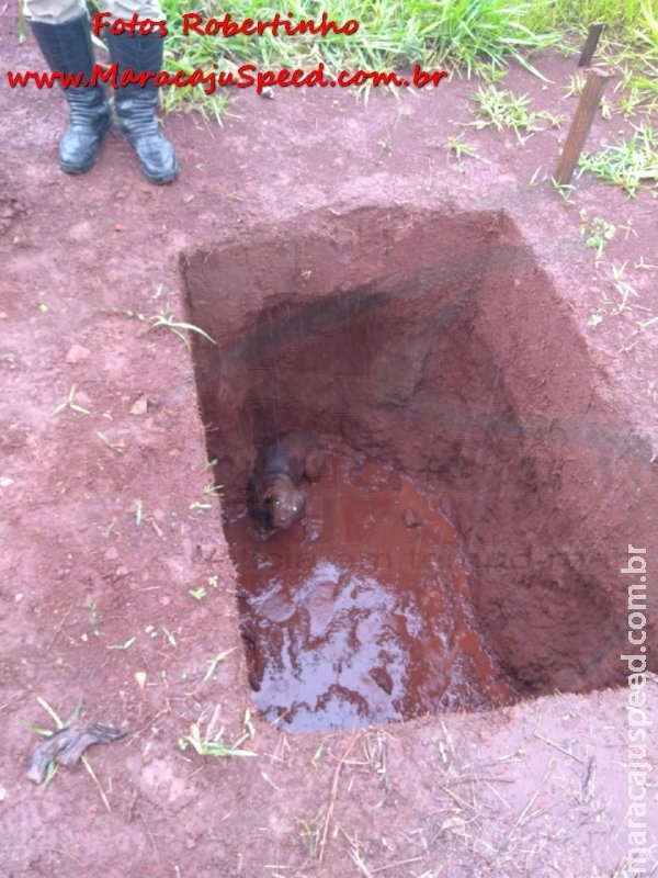 Bombeiros de Maracaju resgatam cachorro pitbull que caiu em buraco aberto em construção