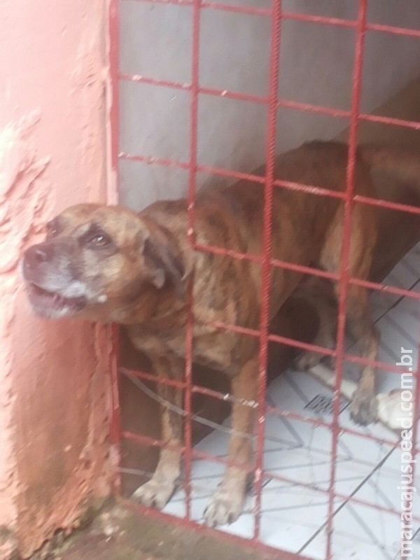 Cachorro fica com cabeça presa em grade e é resgatado pelos bombeiros em MS Cachorro fica com cabeça presa em grade e é resgatado pelos bombeiros em MS