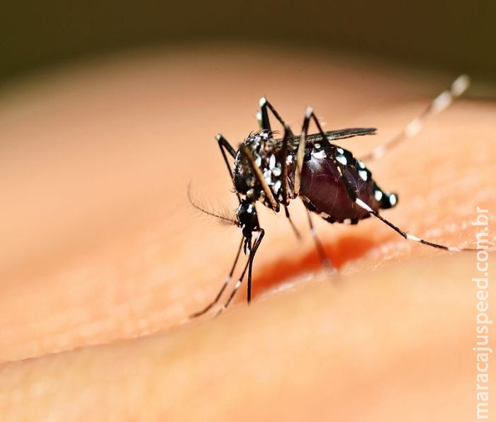 Com 3 casos registrados, mortes por dengue têm redução de 84% em MS