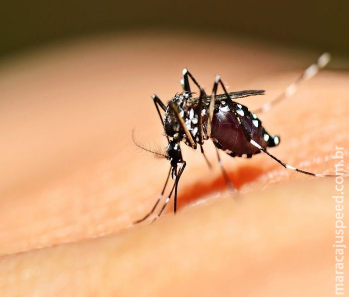 Com 3 casos registrados, mortes por dengue têm redução de 84% em MS Com 3 casos registrados, mortes por dengue têm redução de 84% em MS