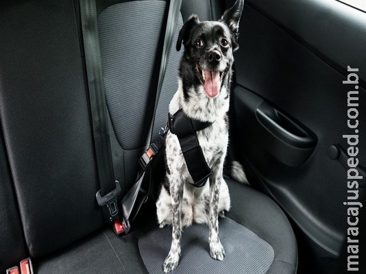 Confira dicas de como viajar com animais de estimação nas férias Confira dicas de como viajar com animais de estimação nas férias