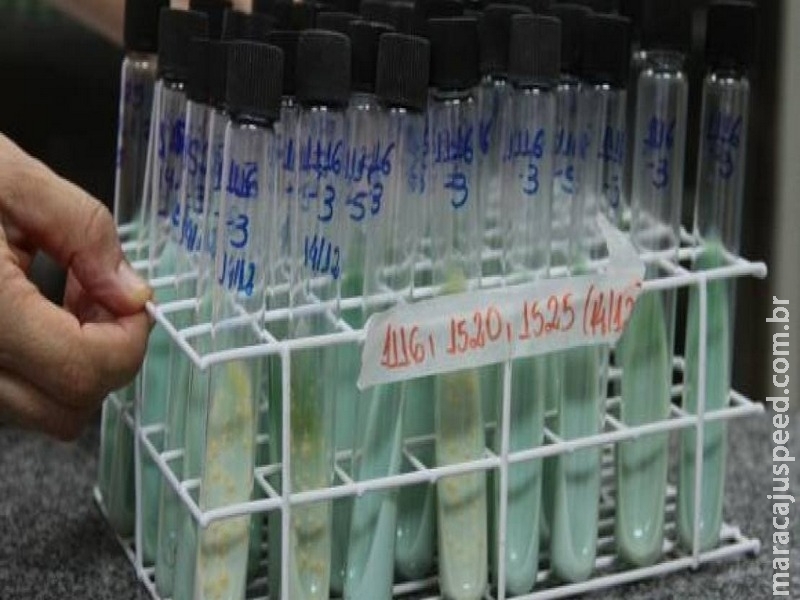 Déficit global no investimento em ações de combate à tuberculose é de US$ 2 bi Déficit global no investimento em ações de combate à tuberculose é de US$ 2 bi