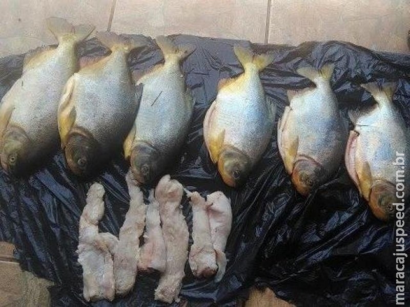 Em dois meses de Piracema, polícia apreende 1,2 mil quilos de pescado Em dois meses de Piracema, polícia apreende 1,2 mil quilos de pescado