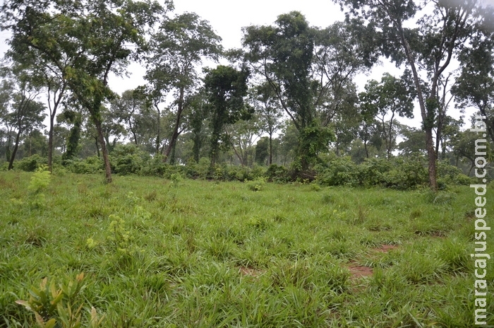 Em Jardim é autuado terceiro proprietário rural por desmatamento ilegal hectares em dois dias