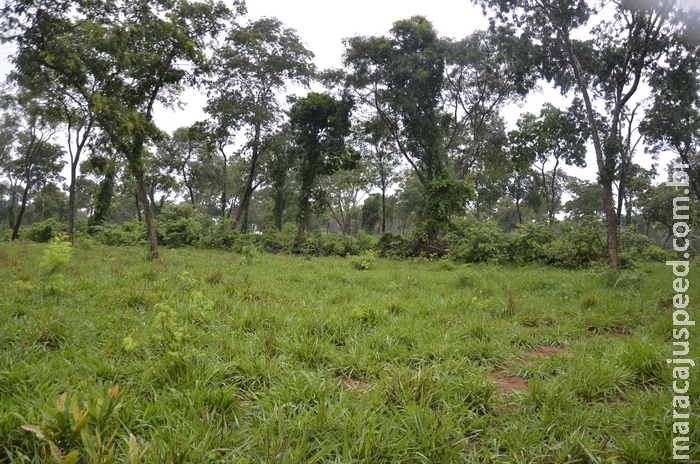 Em Jardim é autuado terceiro proprietário rural por desmatamento ilegal hectares em dois dias Em Jardim é autuado terceiro proprietário rural por desmatamento ilegal hectares em dois dias