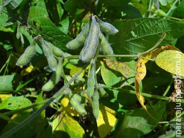 Embrapa e Meridional apresentam no Showtec portifólio de soja para Mato Grosso do Sul Embrapa e Meridional apresentam no Showtec portifólio de soja para Mato Grosso do Sul