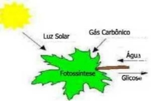 Excesso de nebulosidade prejudica lavouras de soja no MS Excesso de nebulosidade prejudica lavouras de soja no MS