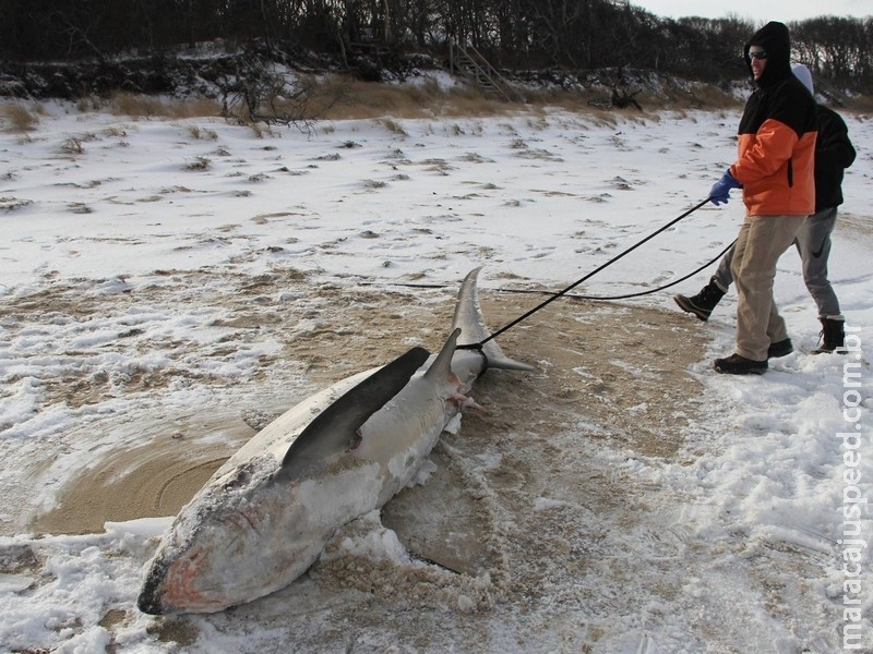 Frio extremo mata e congela tubarões nos Estados Unidos